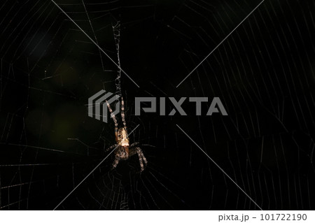 生き物　蜘蛛　ヤンバルオニグモ、山原の四月の林道で。巣の真ん中で餌を待つメス 101722190