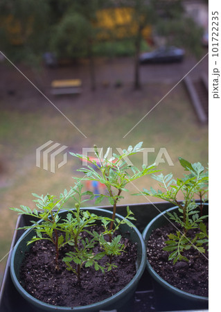 young seedlings of Chernobryvtsy flowers in pots on the balcony 101722235