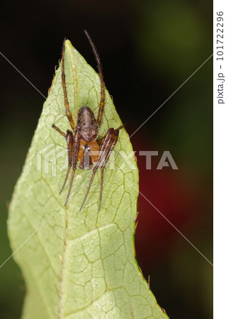 生き物 蜘蛛 ヤンバルオニグモ、山原の四月の林道で。木の葉の上で休むオス 生き物 蜘蛛 ヤンバルオニグモ、山原の四月の林道で。木の葉の上で休むオス 101722296