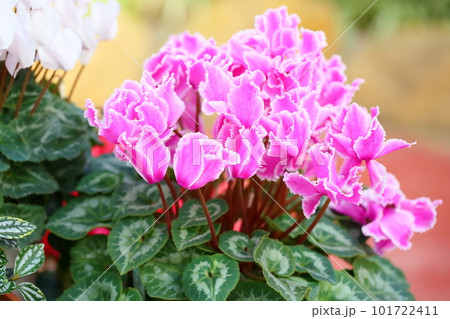 可愛い シクラメンの花 可愛い シクラメンの花 101722411