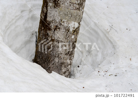 樹皮の表情 ブナの根回り穴(根開け) 樹皮の表情 ブナの根回り穴(根開け) 101722491