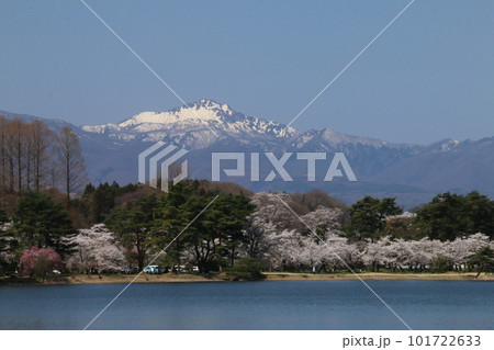南湖公園湖畔から望む桜と甲子の旭岳 101722633
