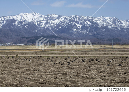 田んぼに飛来したマガン 101722666