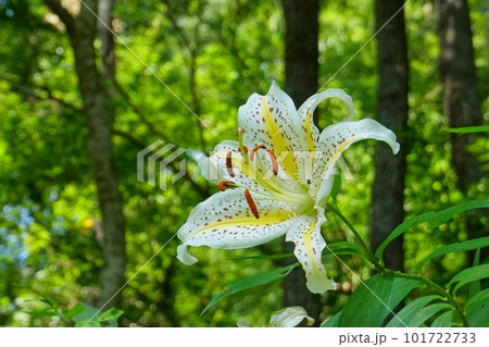 明るい森の緑を背景にした大輪の山百合の花 明るい森の緑を背景にした大輪の山百合の花 101722733