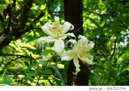 明るい森の中に咲く山百合の花 Ver1 明るい森の中に咲く山百合の花 Ver1 101722734