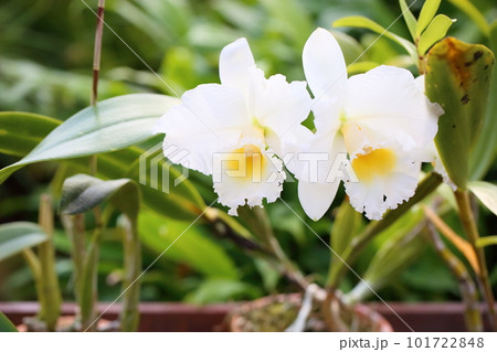 カトレアの花 101722848