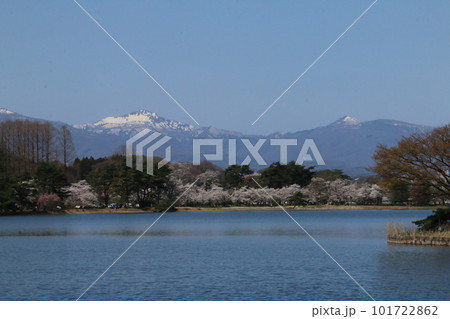 南湖公園から望む桜と甲子の山々 南湖公園から望む桜と甲子の山々 101722862