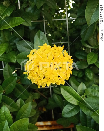 Close up view of jungle geranium plant and its yellow flowers  101722948