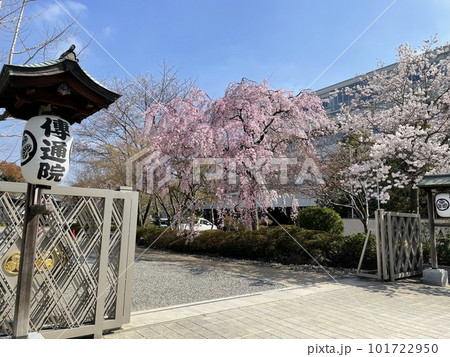 伝通院の枝垂れ桜 101722950