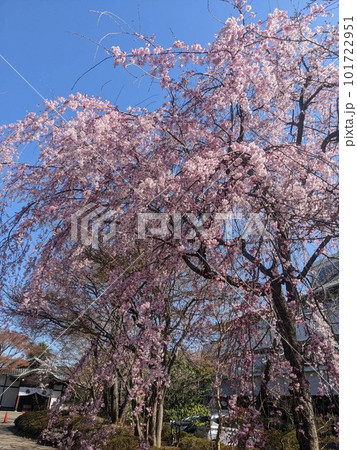 青空に映える満開の枝垂れ桜 101722951