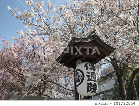 満開の桜に包まれる伝通院 101722954