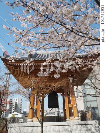 青空と桜とお寺の鐘 101722955