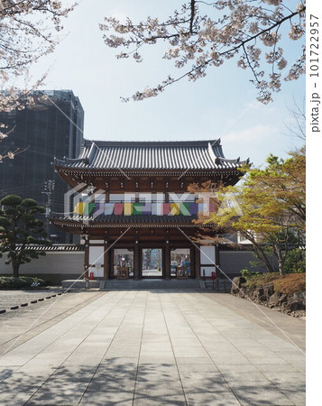 桜に彩られた伝通院 桜に彩られた伝通院 101722957
