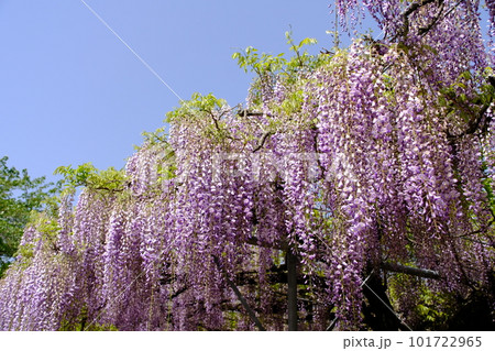 青空に映える藤の花 青空に映える藤の花 101722965
