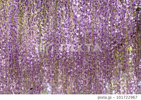 満開になった藤の花 101722967