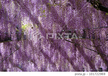 藤の花のある風景 藤の花のある風景 101722969