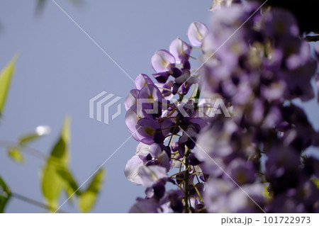 紫色の花を付けた藤のクローズアップ 紫色の花を付けた藤のクローズアップ 101722973