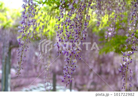 藤の花のある風景 101722982