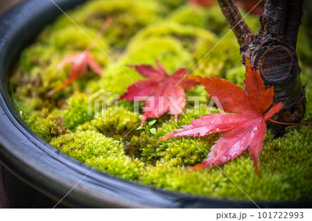 鮮やかな紅葉　秋のイメージ 101722993