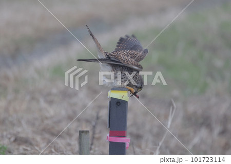 カエルを食べるチョウゲンボウ カエルを食べるチョウゲンボウ 101723114