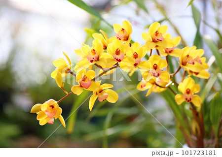 ランの花 シンビジュウム ランの花 シンビジュウム 101723181