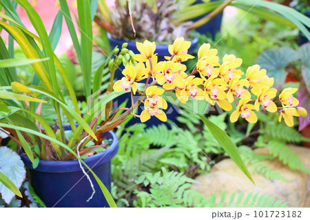 ランの花　シンビジュウム 101723182