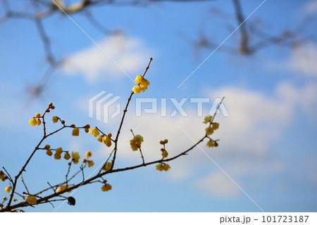 ソシンロウバイの花 ソシンロウバイの花 101723187