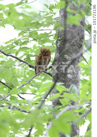 ブナ林で休むコノハズクの赤色型 ブナ林で休むコノハズクの赤色型 101723196