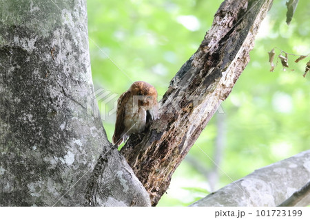ブナ林で休むコノハズクの赤色型 ブナ林で休むコノハズクの赤色型 101723199