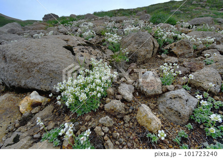 群生するチシマクモマグサ(北海道・大雪山) 群生するチシマクモマグサ(北海道・大雪山) 101723240
