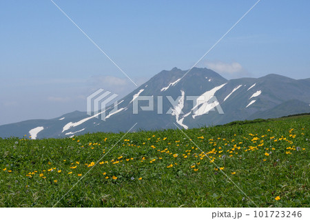 チシマノキンバイソウの群落とトムラウシ山(北海道・大雪山) チシマノキンバイソウの群落とトムラウシ山(北海道・大雪山) 101723246
