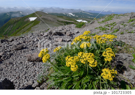 タカネオミナエシと緑岳（北海道・大雪山） 101723305