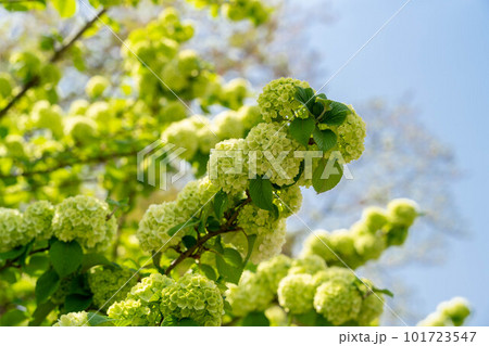 オオデマリの木 101723547