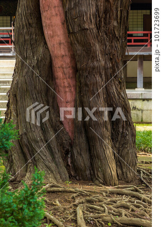 古都鎌倉の初夏 緑豊かな円覚寺 ビャクシン 古都鎌倉の初夏 緑豊かな円覚寺 ビャクシン 101723699