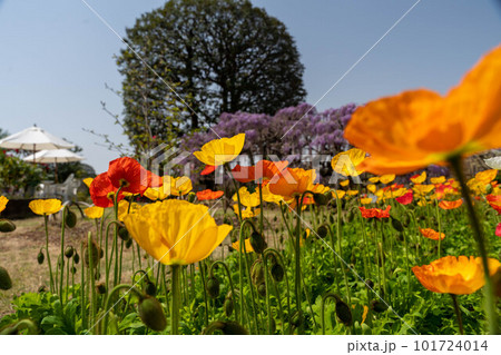 カラフルなポピーの花壇 101724014