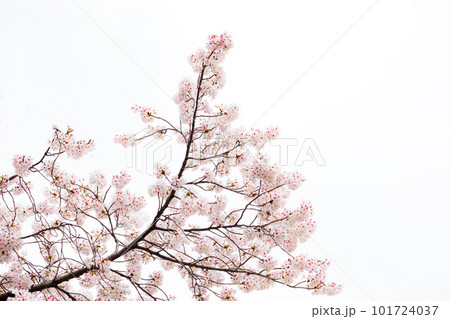 春の陽光を浴びて色とりどりに輝く桜の花たち 春の陽光を浴びて色とりどりに輝く桜の花たち 101724037