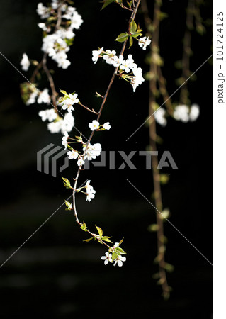 春の陽光を浴びて色とりどりに輝く桜の花たち 春の陽光を浴びて色とりどりに輝く桜の花たち 101724125