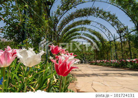 花と緑のアーチ 花と緑のアーチ 101724131