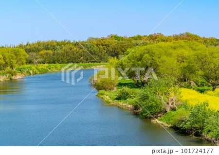 春の穏やかな川と新緑が茂る岸辺の風景 c-1 春の穏やかな川と新緑が茂る岸辺の風景 c-1 101724177