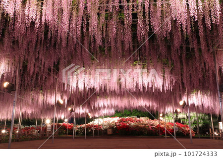 あしかがフラワーパーク、大藤＆ツツジのライトアップ 101724333