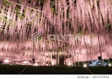 あしかがフラワーパーク：大藤のライトアップ 101724341