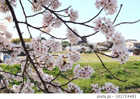 春の秋篠川、満開の桜並木 101724481