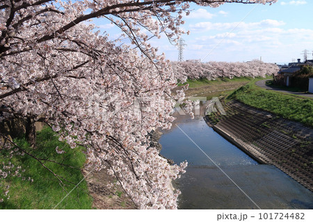 春の秋篠川、満開の桜並木 101724482
