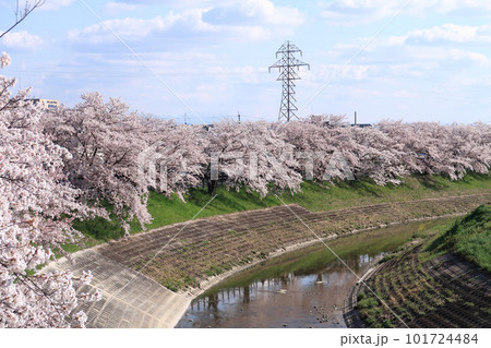 春の秋篠川、満開の桜並木 101724484