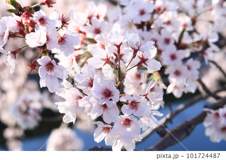 春の秋篠川、満開の桜並木 101724487