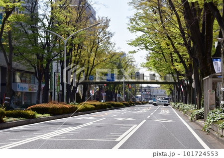 前橋市　前橋駅前けやき並木通りの新緑けやき並木 101724553