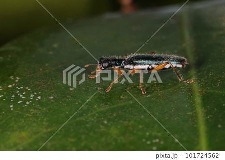 生き物　昆虫　オキナワミドリカッコウムシ、金属光沢のある緑色が美しい七ミリほどの甲虫。山原にて 101724562