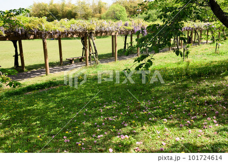 藤棚のある知多市旭公園 藤棚のある知多市旭公園 101724614