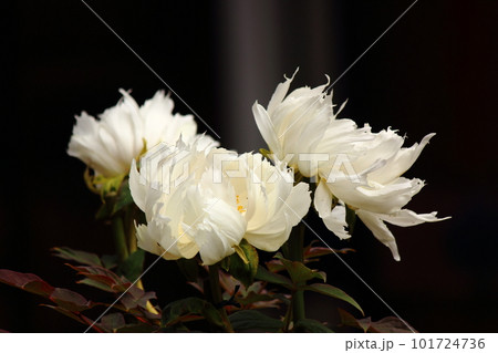 観泉寺に咲く白い牡丹（3） 101724736