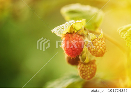 Ripe Raspberry Next To Unripe One. Close Up View On Raspberries. Growing Organic Berries. Genetically Modified Food Concept. Difference Between Genetically Modified Foods And Natural Ripe Raspberry Next To Unripe One. Close Up View On Raspberries. Growing Organic Berries. Genetically Modified Food Concept. Difference Between Genetically Modified Foods And Natural 101724825